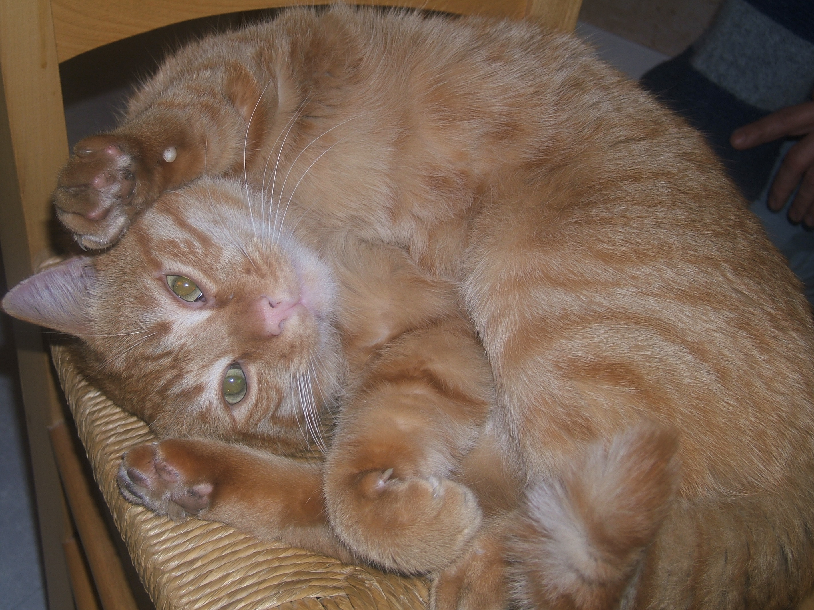 Minouchat 8 