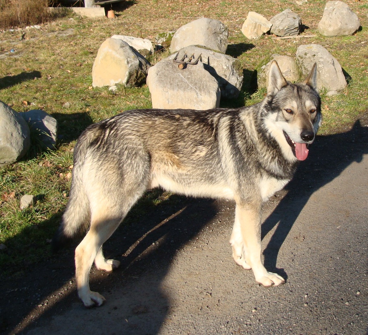 Mi loup au danty 12 