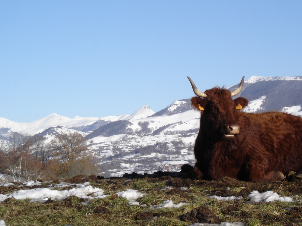 Vache15