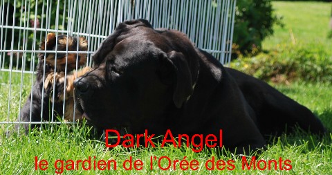 Darkgardien