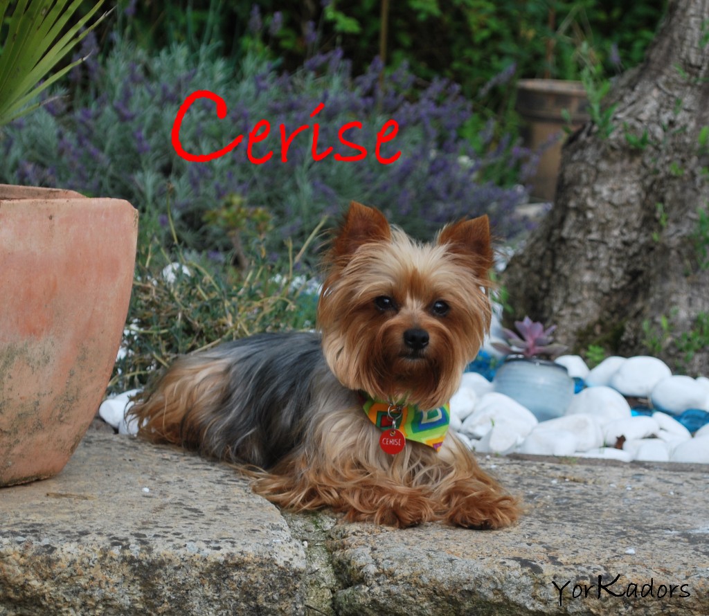 Cerise