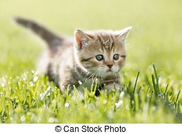 Chaton dans herbe verte banque de photographie csp52834901