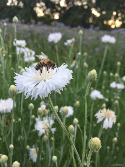 Mon expérience de semis de plantes mellifères