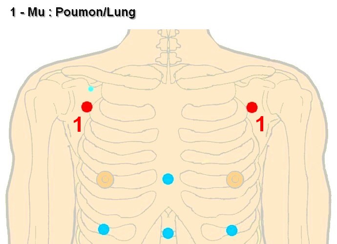 01 mu poumon lung