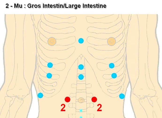 02 mu gros intestin large intestine