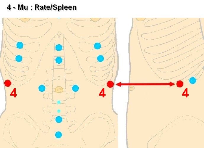 04 mu rate spleen