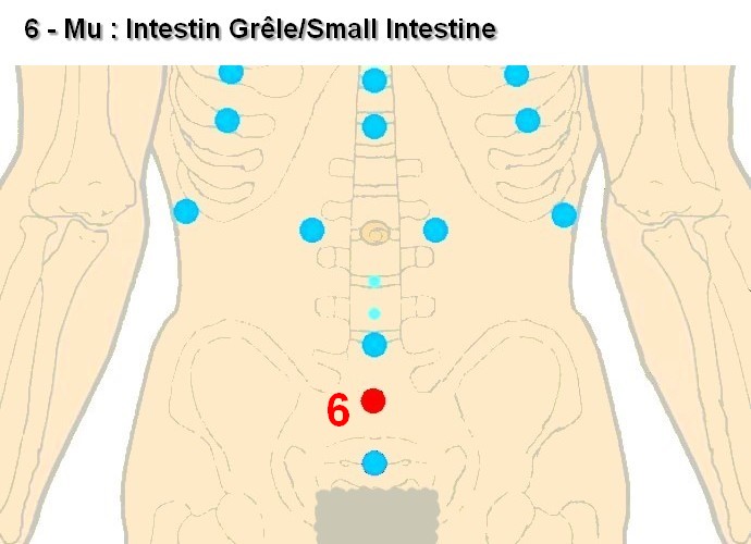 06 mu intestin grele small intestine