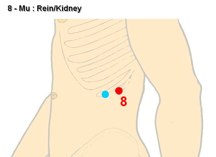 08 mu rein kidney