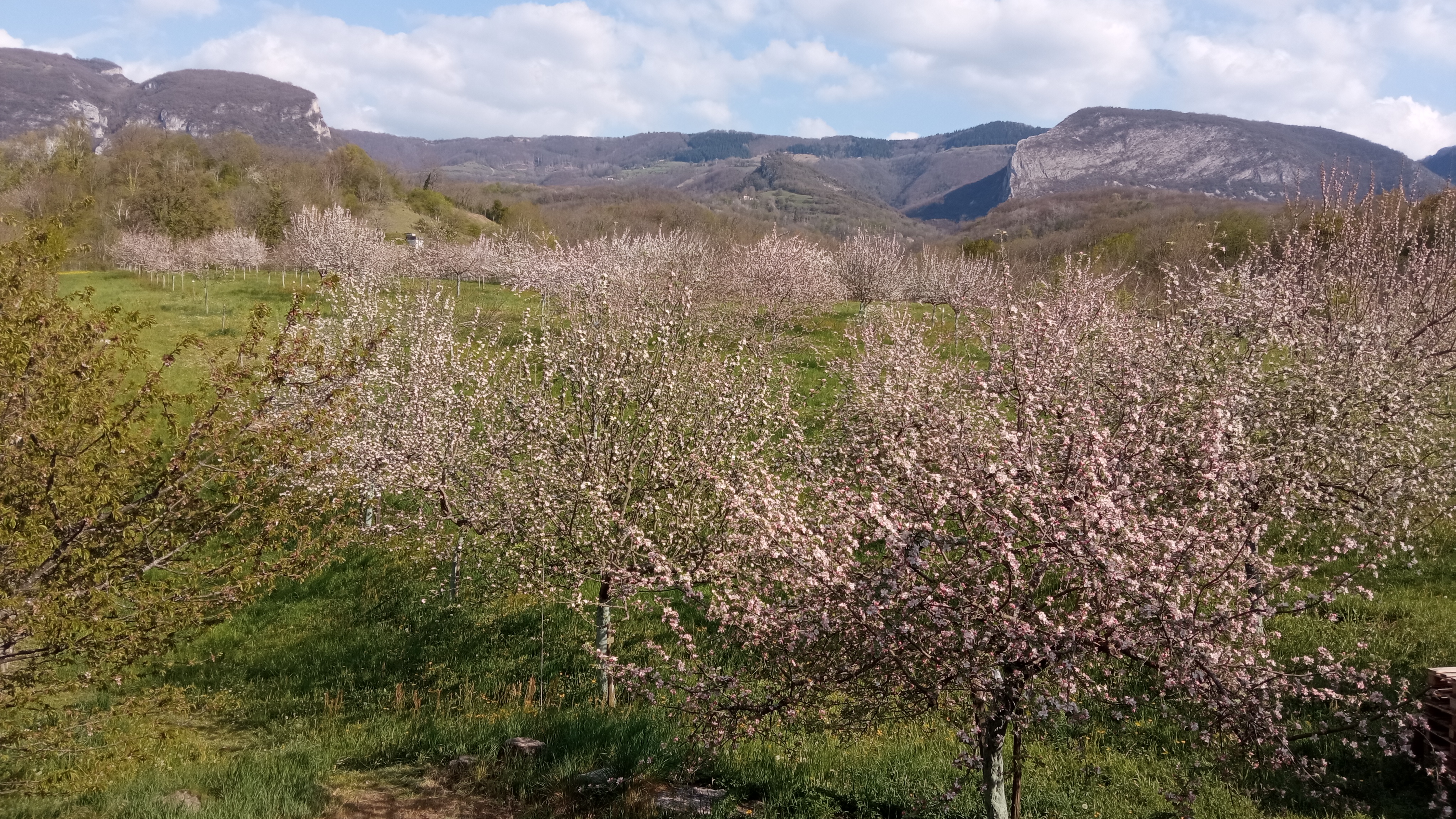 Verger-en-fleurs