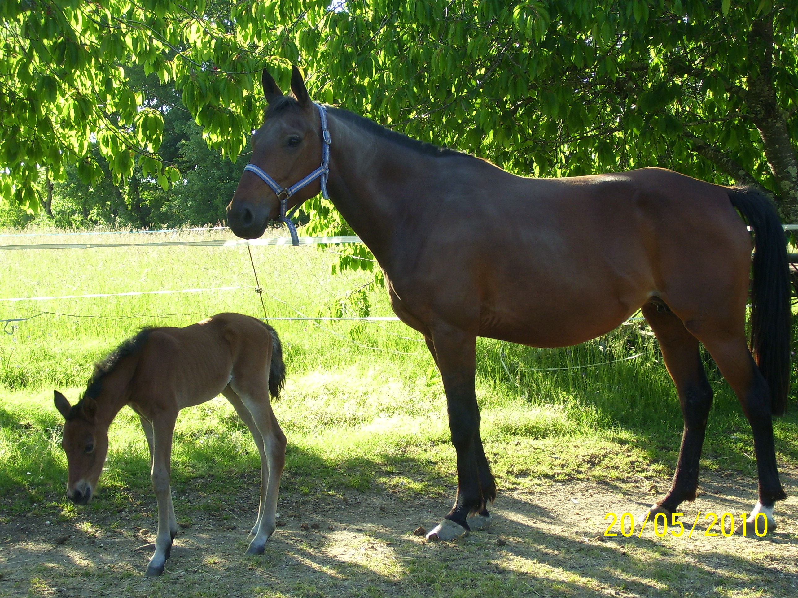 Poulain 2010 028
