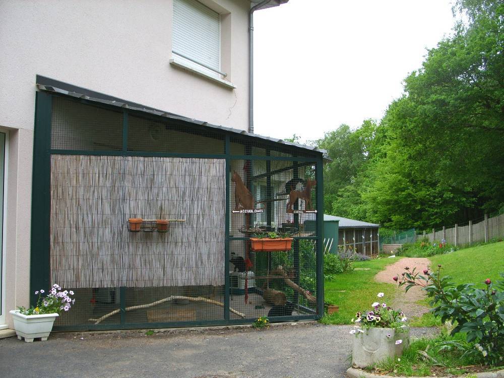 Cour des chats 1 fi33404095