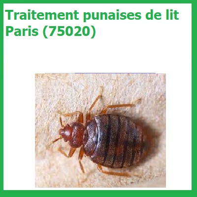 Traitement punaises de lit Paris 75020