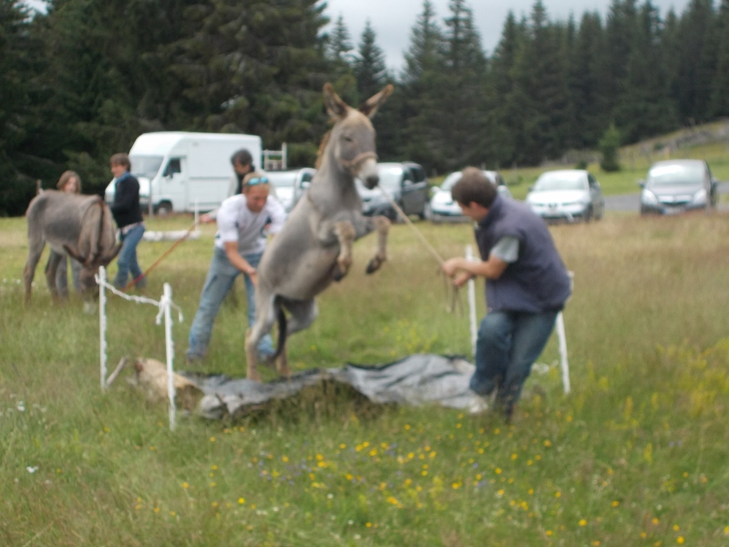 Juillet 2014 014 800x600 