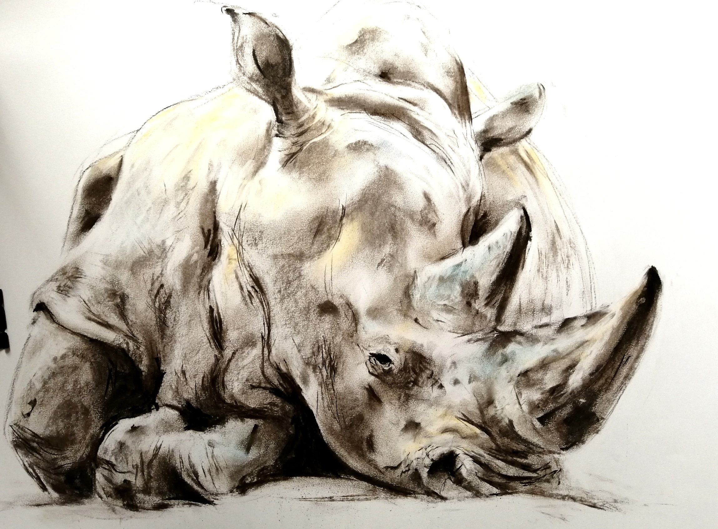 Rhino fusain-pastel