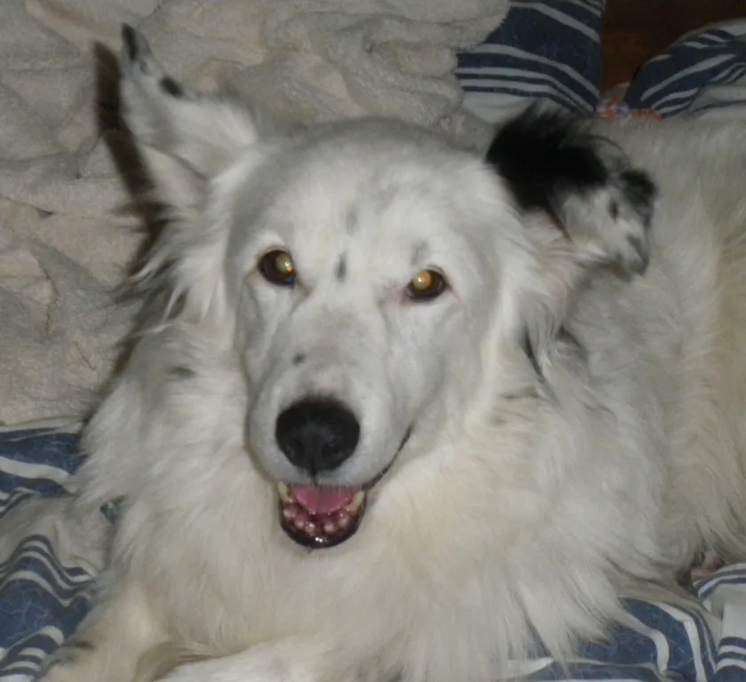 Meg, ma premiere chienne, border collie - photo prise a Colombes
