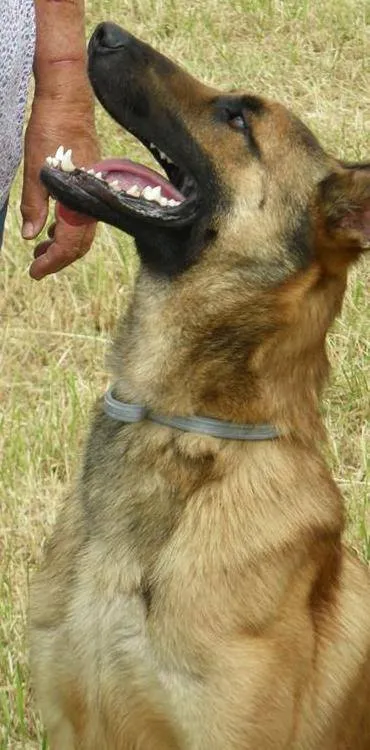  Iogan, malinois de ma maman de coeur - entraine a Goussainville et à persan presente au RAiD