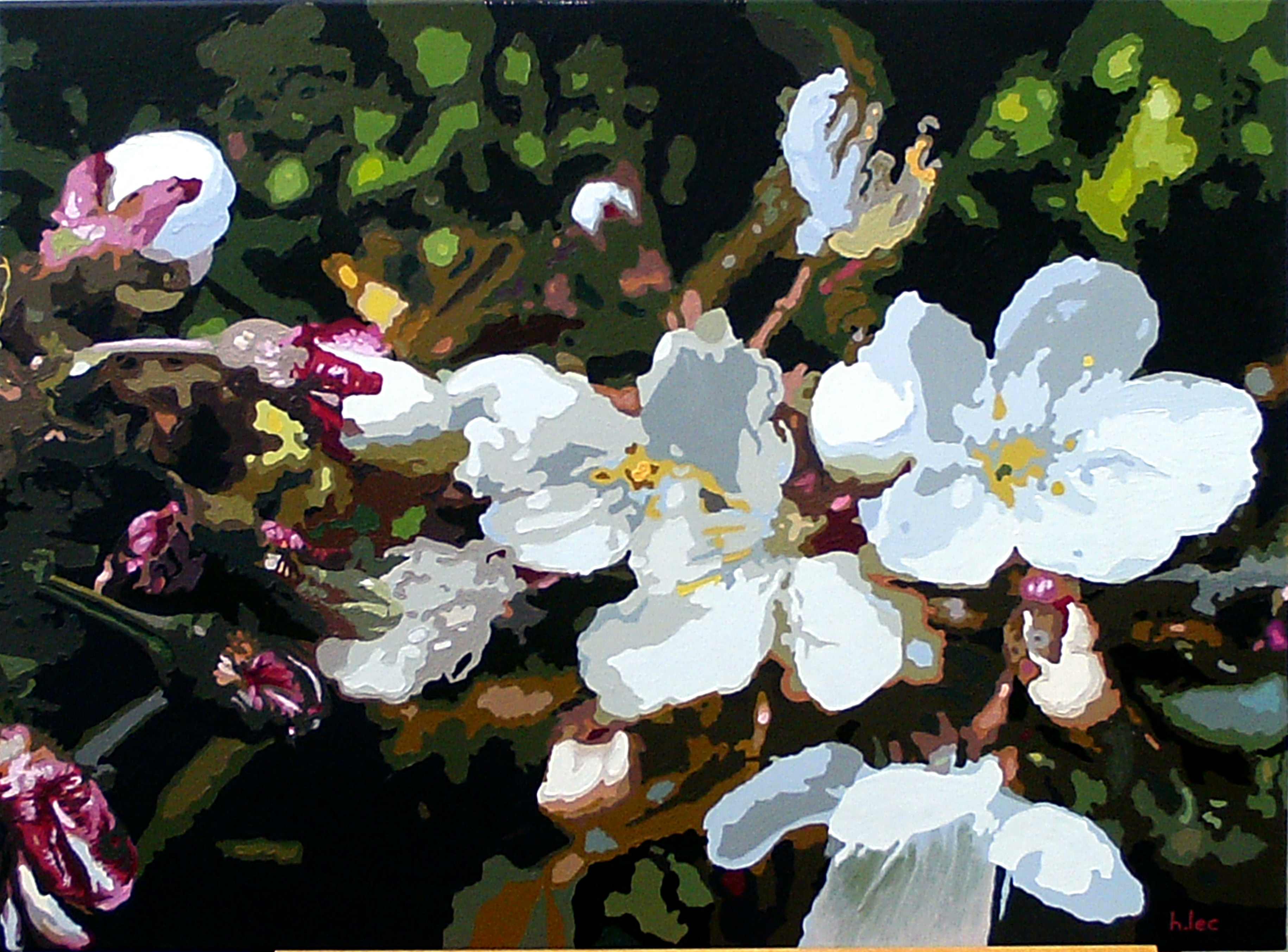 Fleurs de pommier