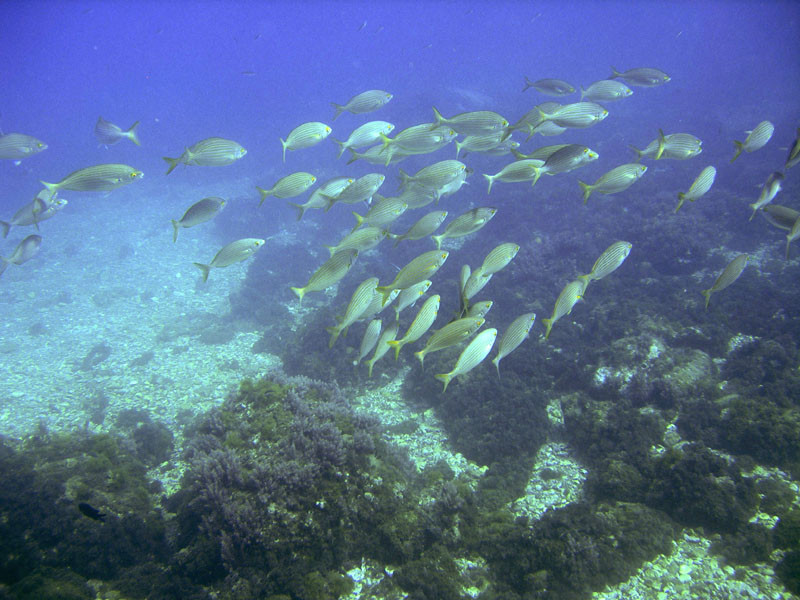 Poissons