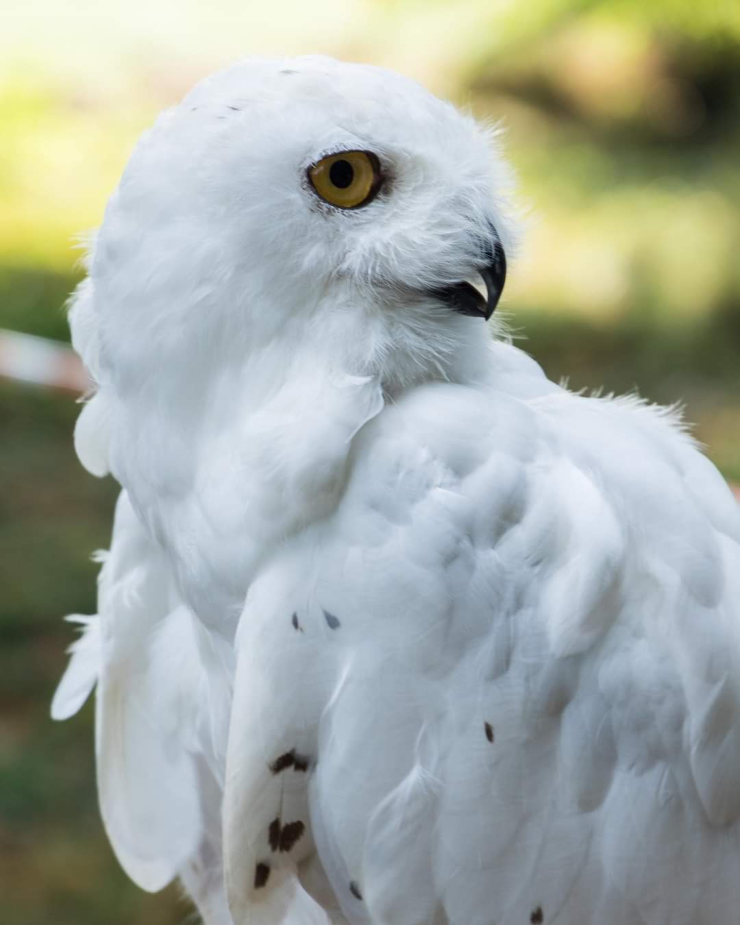 Olaf profil