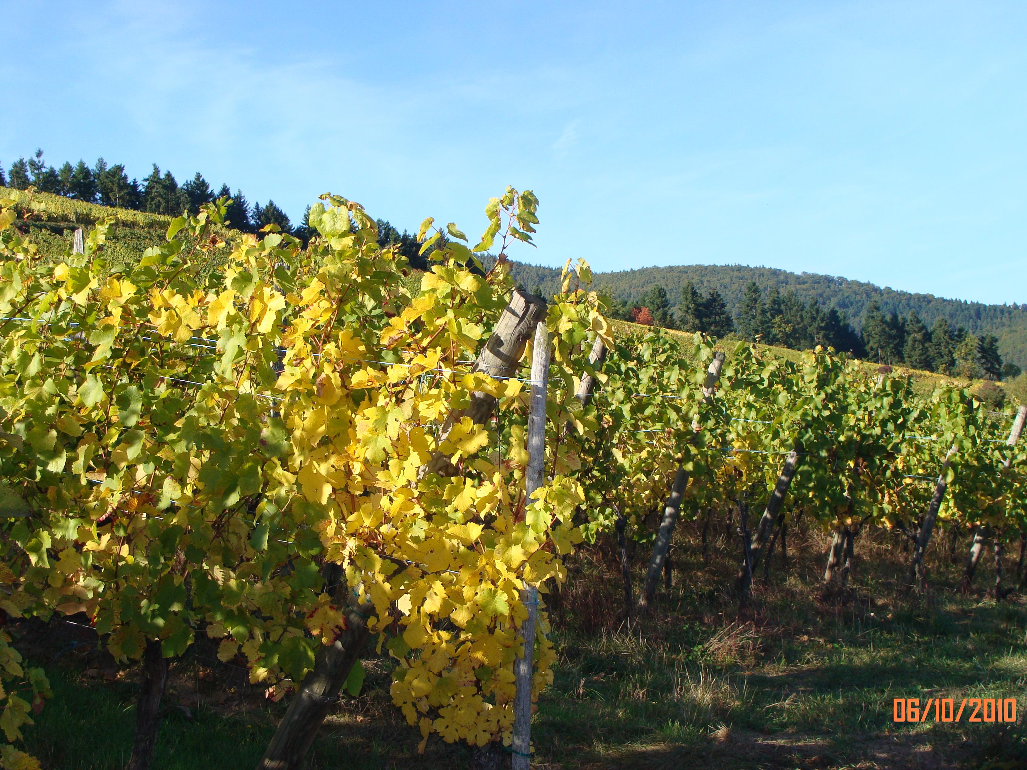 Vignes 2