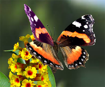 Papillon