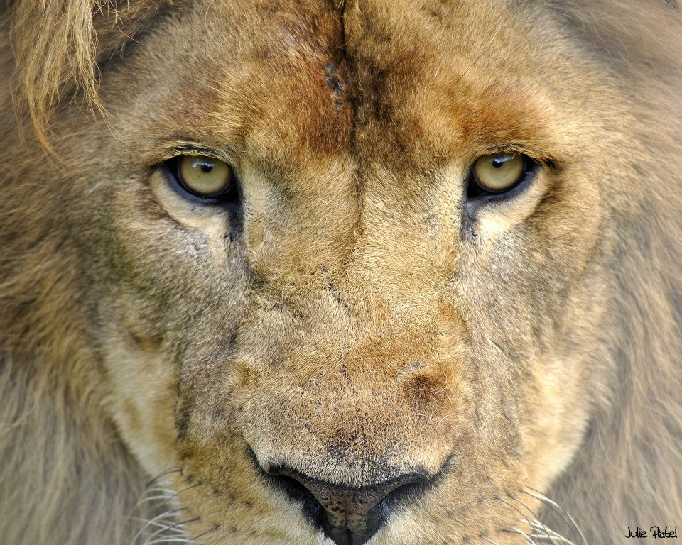 Parc Zoologique Thoiry