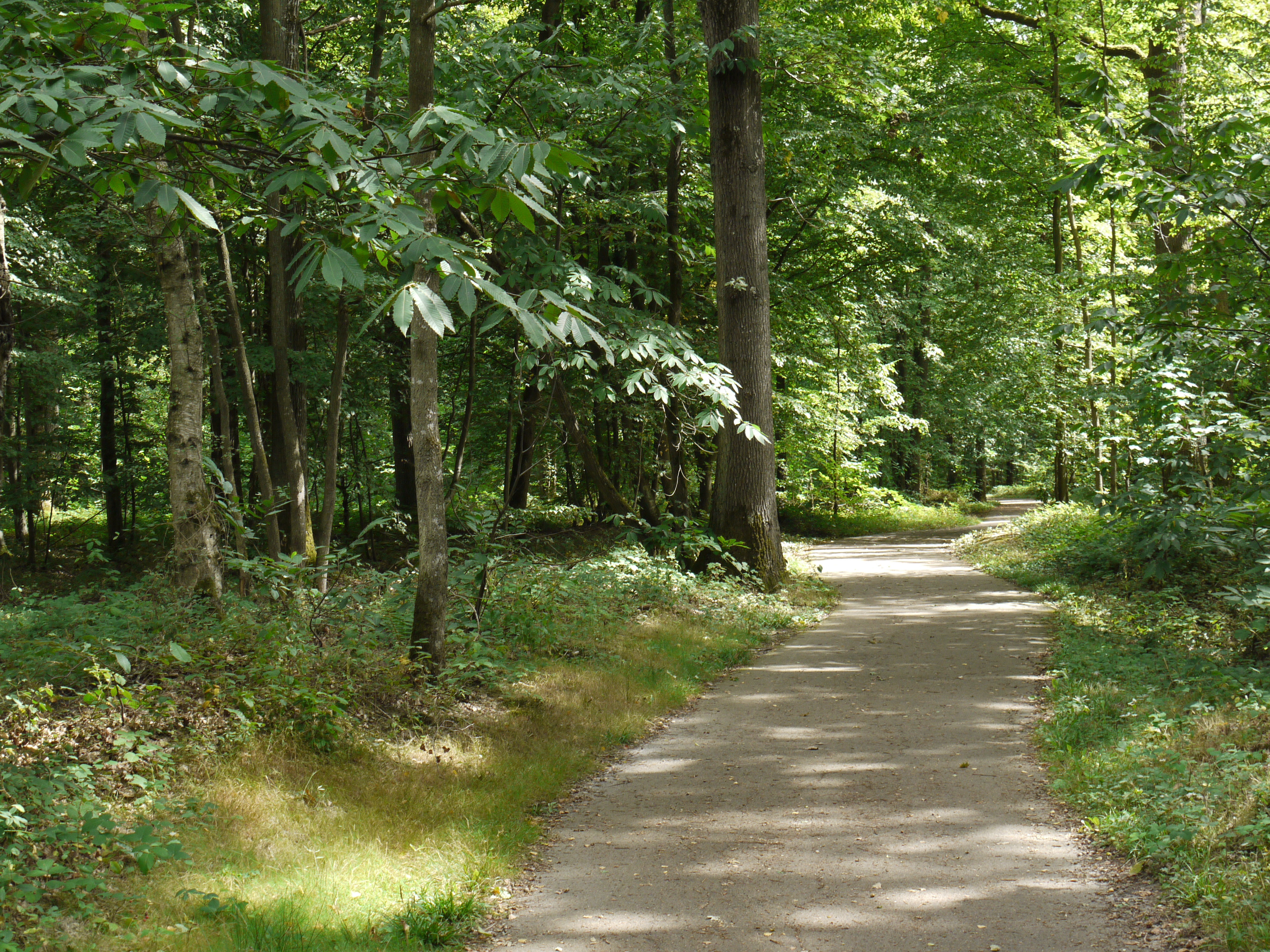 Foret de Rabouillet P1060320