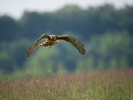 Northern harrier 956693 960 720