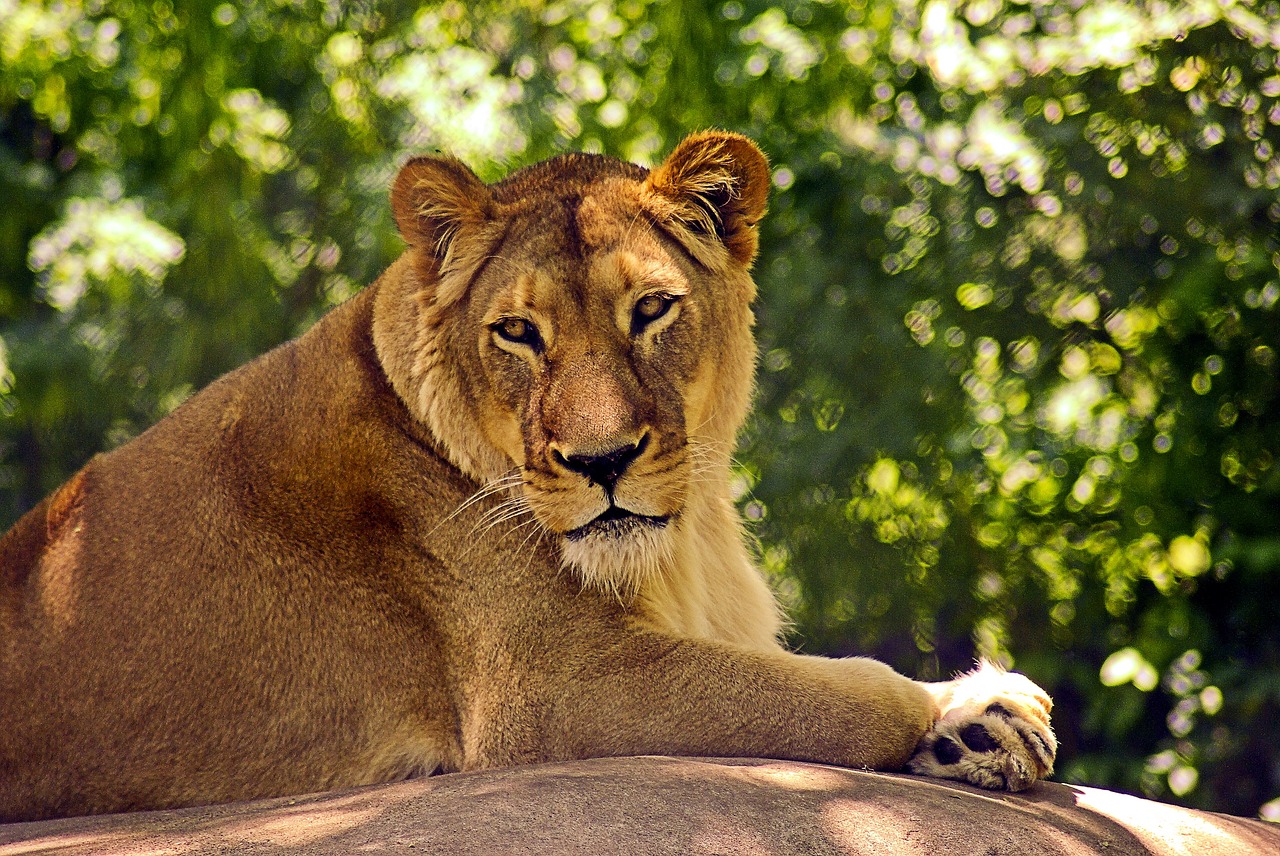 Lion at madison zoo 3906316 1280