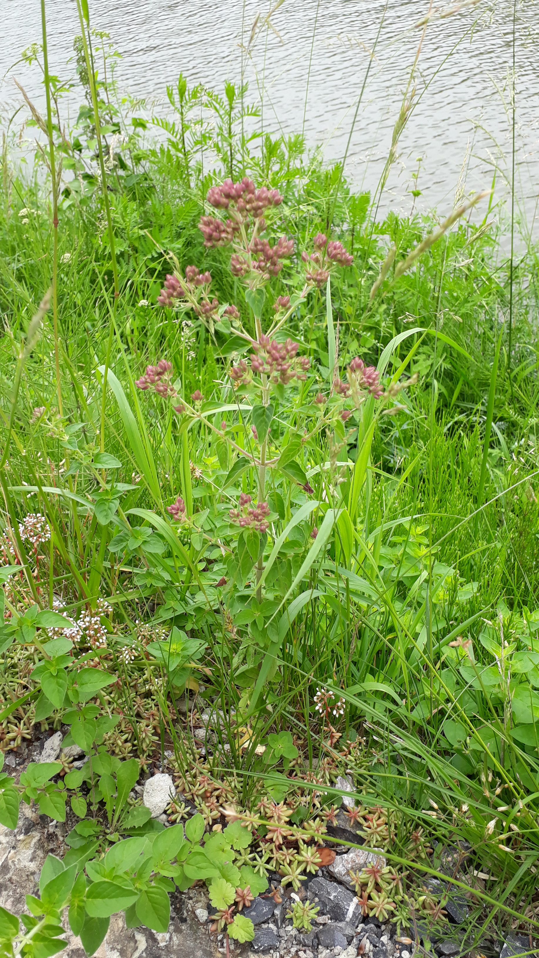 20180610 142558